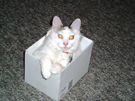Lucien in a box