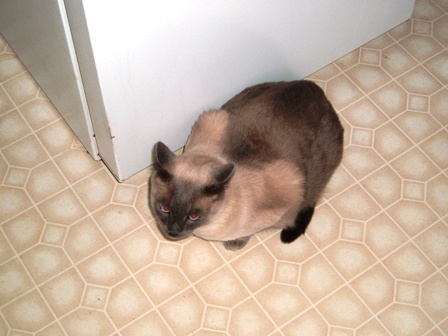 Mac guarding the fridge