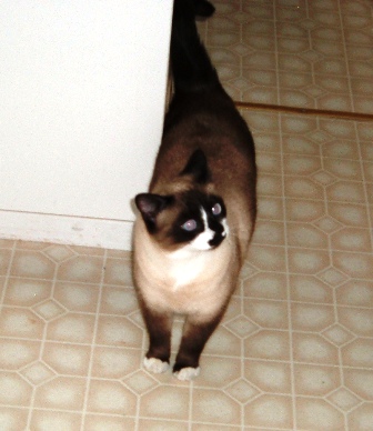 Mimi kitty strolling in the kitchen